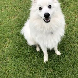 DoggoWiFi's avatar