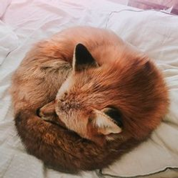 DonutFox's avatar