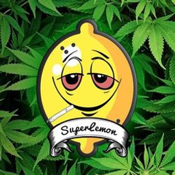 HighSuperLemon420's avatar